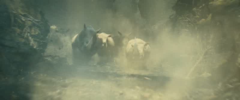 Albino rhinos
