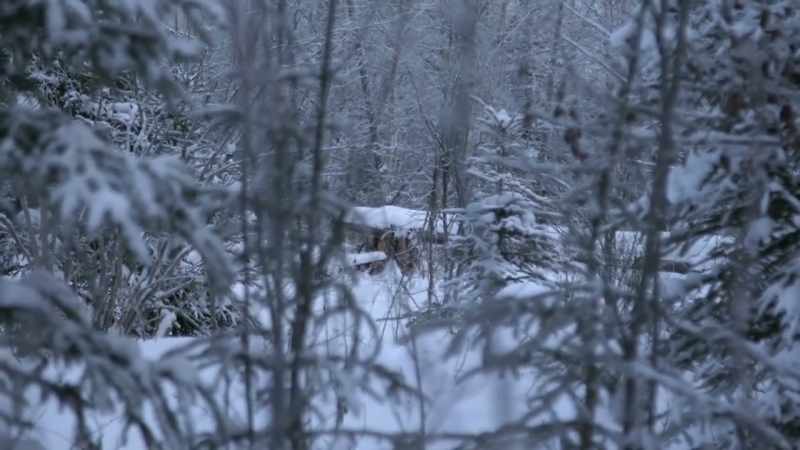 ALEX: Oh, [bleep]. I just seen a huge lynx