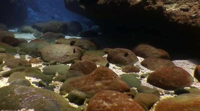 ALISON TOWNER: In the ocean