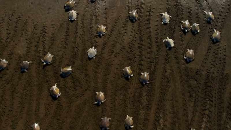 All along the beach in a spectacle that has remained unchanged