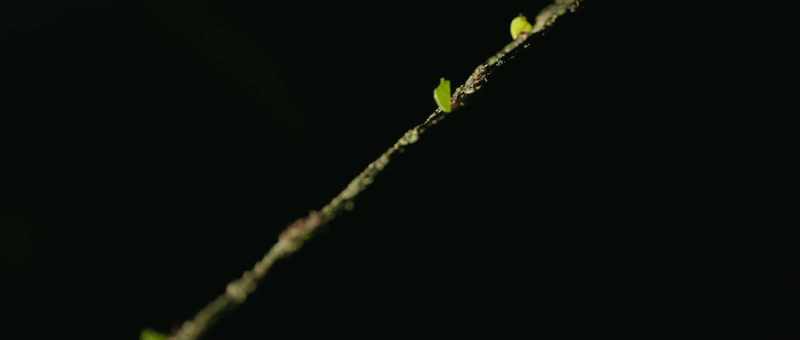 All ants in a colony are closely related