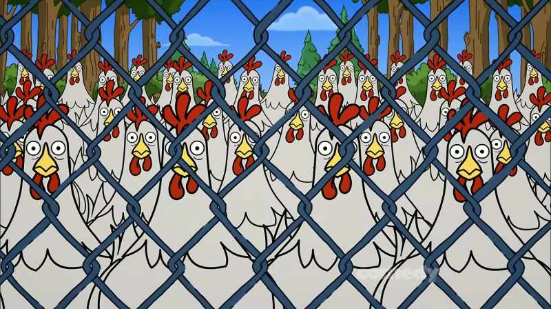 [all clucking]