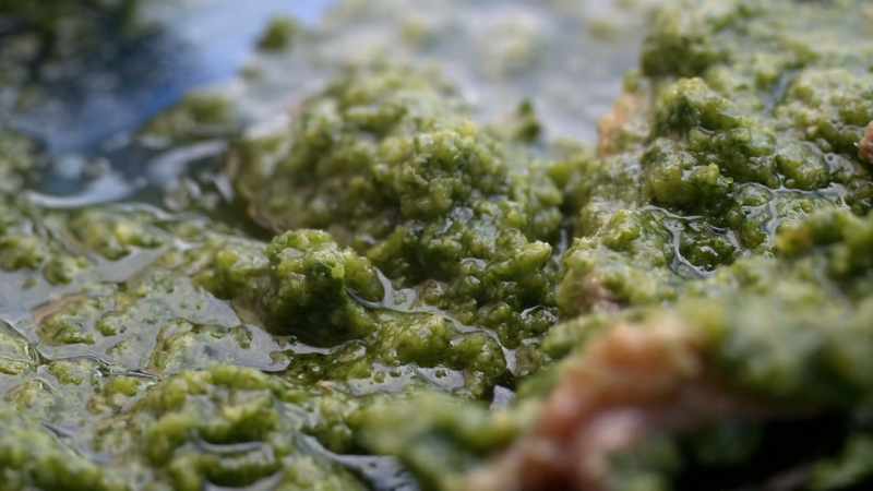 All she does is dress the dish with a simple salsa verde