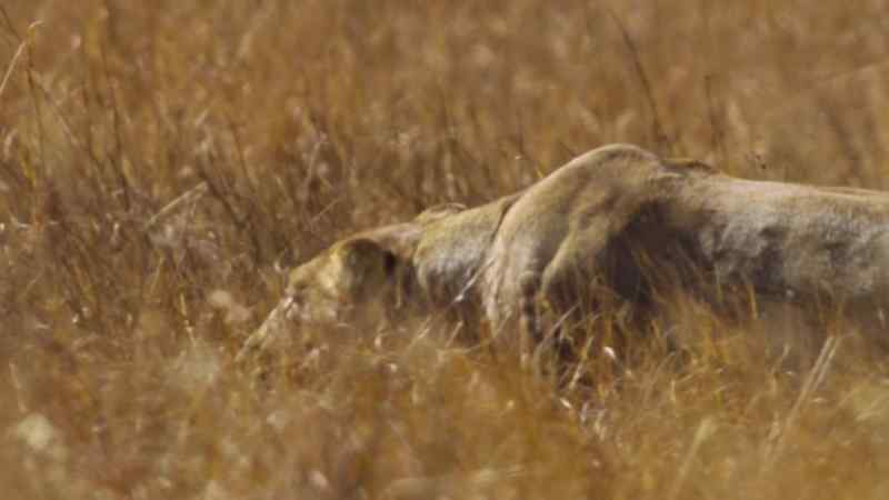 All four lionesses work together to surround the prey