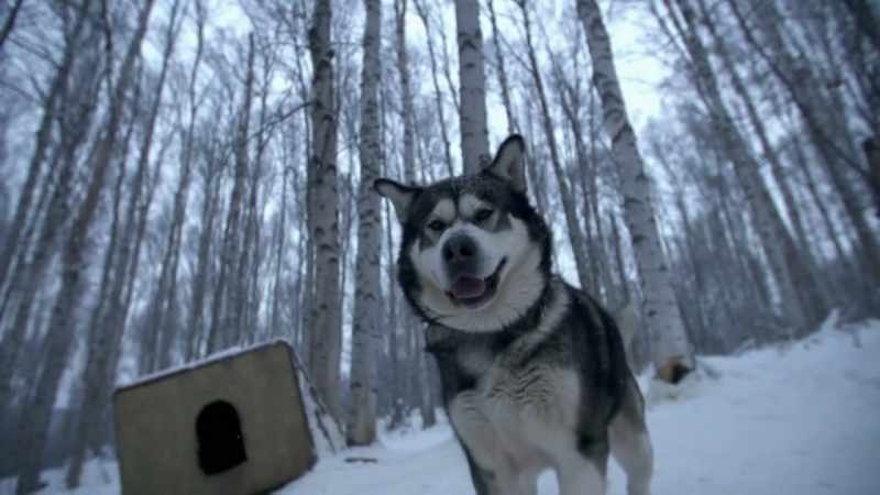 All you gotta do is just fire up a few malamutes