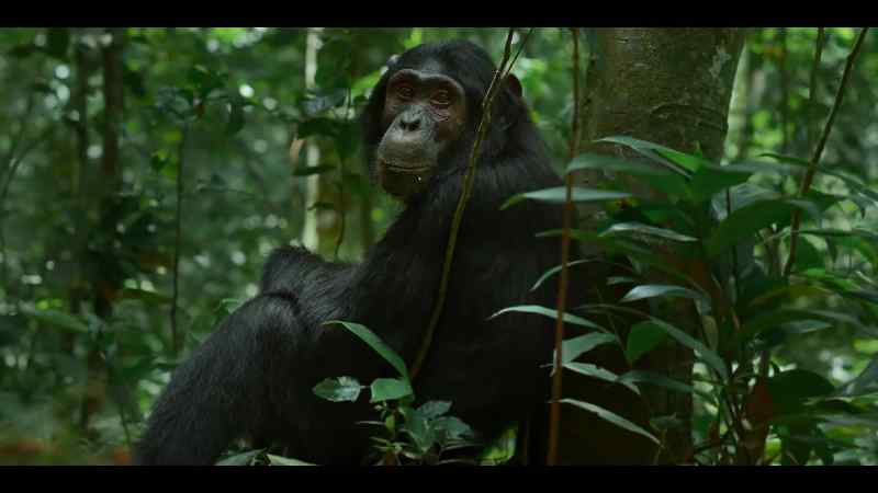 All male chimps go through this stage