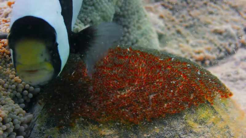 All this noise may have serious consequences for many reef fish