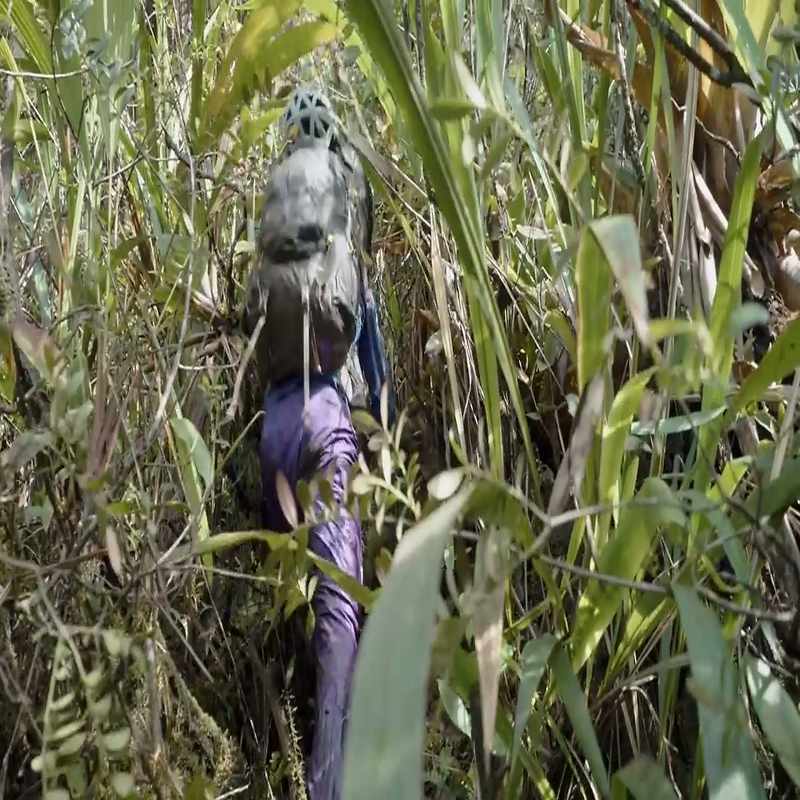 All of a sudden, the jungle opens up