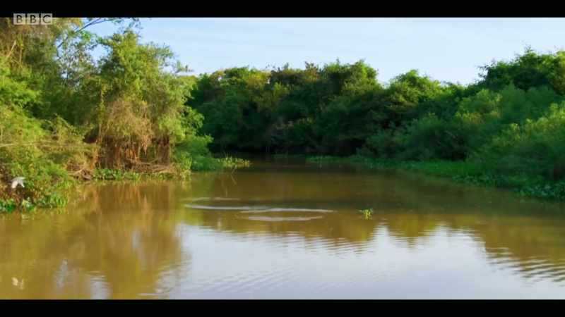All of biodiversity is interlocked on a global scale