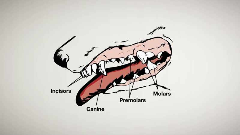 All of their digestion has acclimated