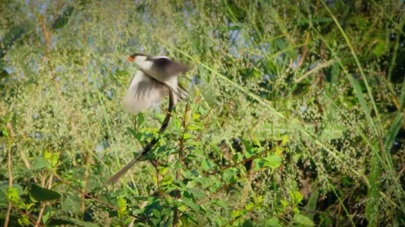 All pin-tailed whydahs are reared like this