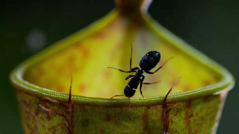 All pitcher plants depend on animals for survival