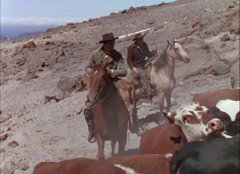 All right, get the cattle up ahead to break trail