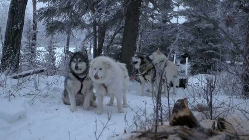 All right. Good dogs