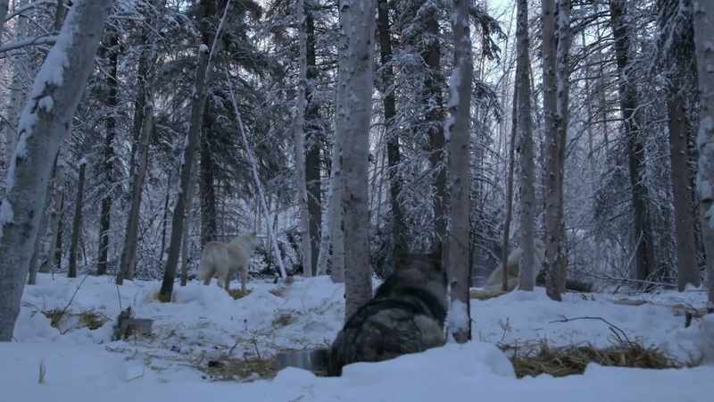 All right, got all those leaning birch trees felled