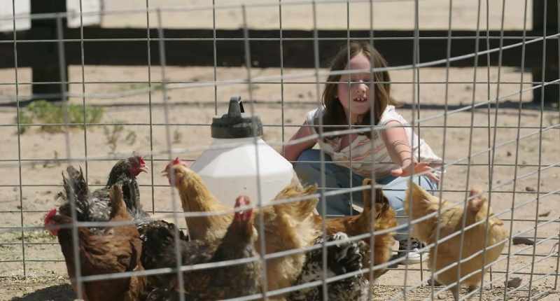 All right, there you go. [chickens clucking]