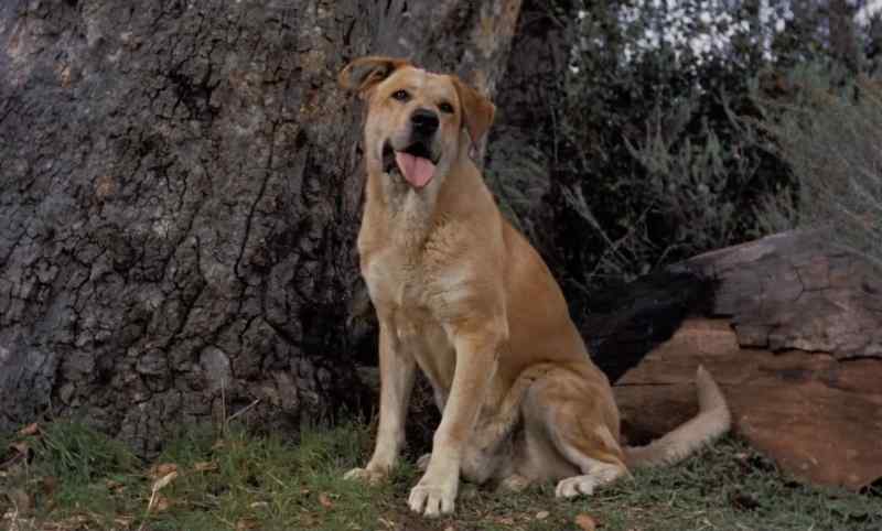 All right, Yeller, get her home