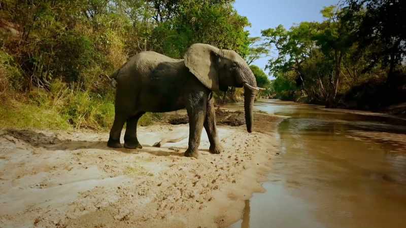All Tembo can do is just tag along behind