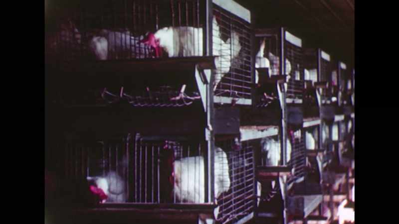 All the chickens died eventually, and I went broke