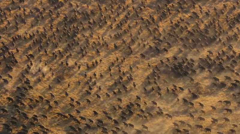 All the herds and their predators