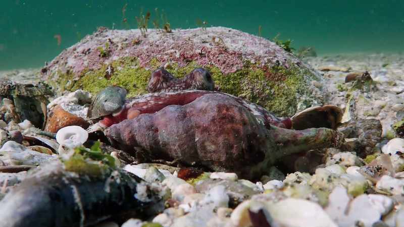 All the mollusks she is capturing, they're quite easy to catch