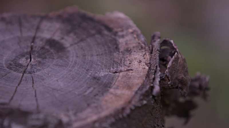 All the rings makes me think about what secrets the tree has