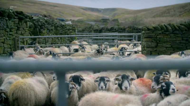 All the sheep in this batch are now scanned