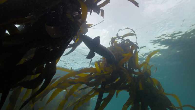 All the smell's on the kelp