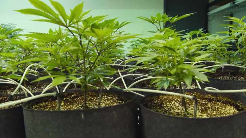 All the water, and feeding, and nutrients go through