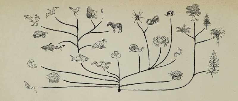 all these massive changes in organisms