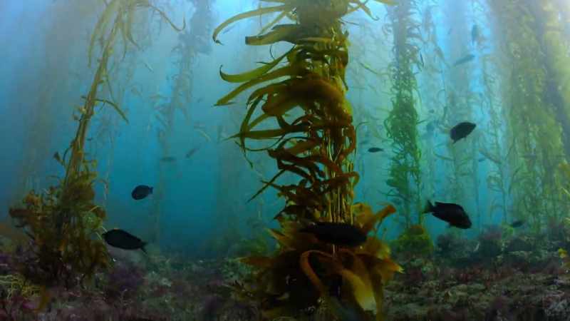 All those that depend on the kelp have disappeared