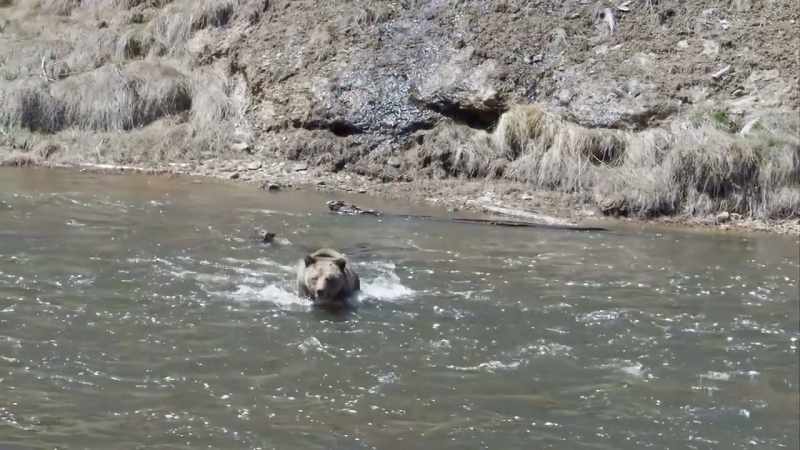 All three cubs followed her into the river