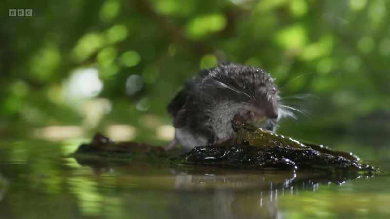 All wildlife is dependent, to some extent, on freshwater