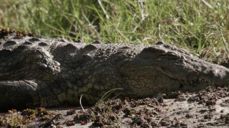 [ Alligator belches ]