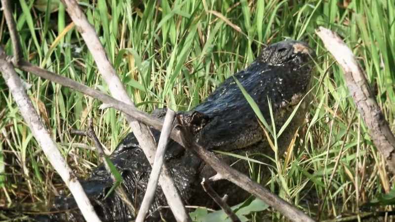 (alligator growl)