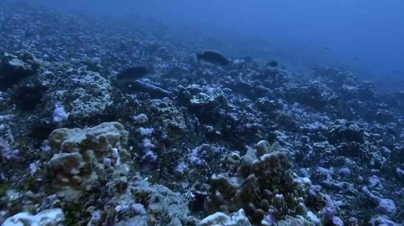 Allison: We're pretty much getting to the reef break, which is excellent