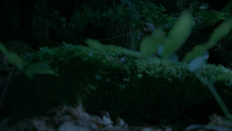 Allow her to leap from danger lurking in the forest