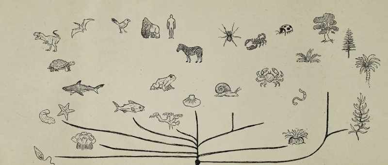 and almost every other major groups of plants and animals