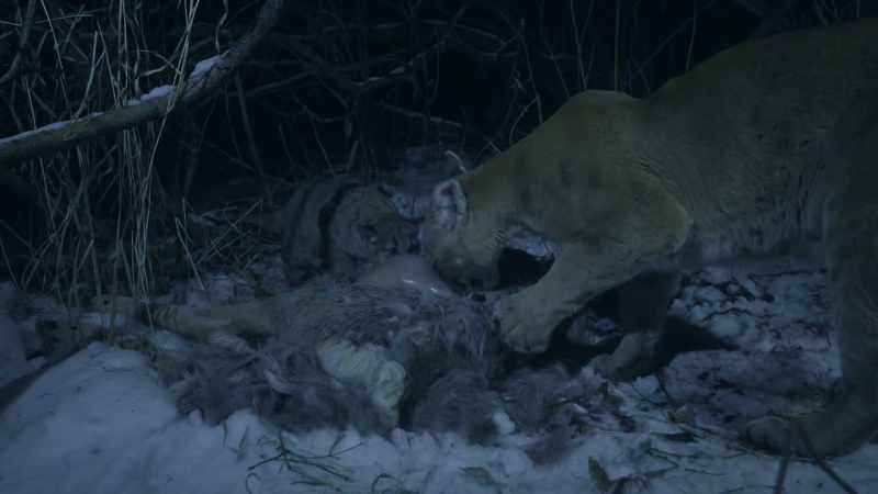Alone on top of the food chain