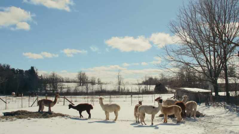 (alpacas humming)