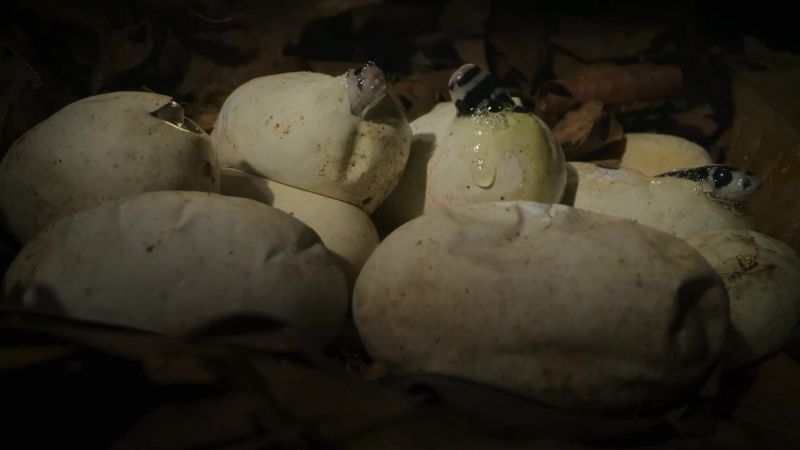 Already a foot and a half long, the hatchlings have enough energy