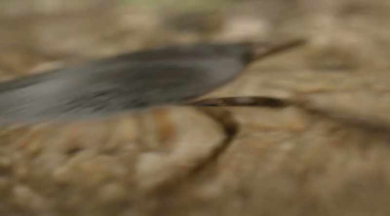 Also known as the giant water bug