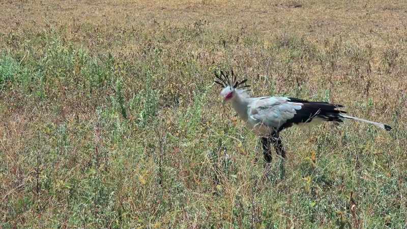Also, we secretary birds do not speak English