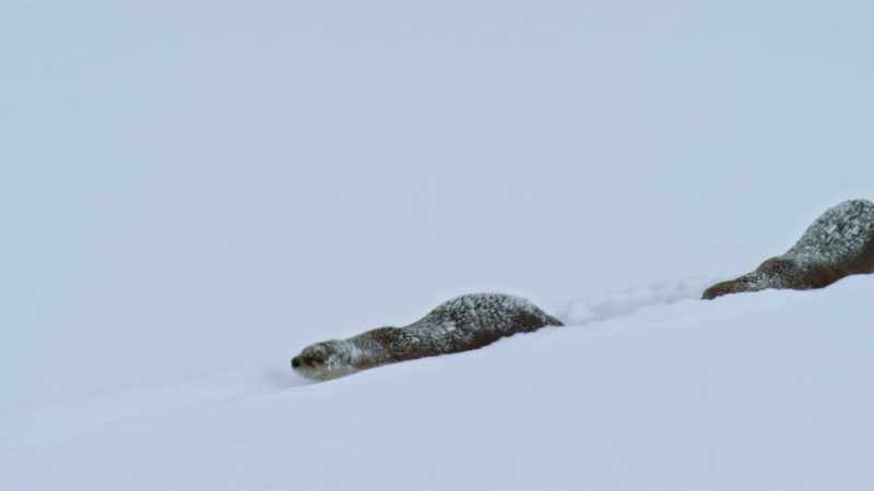 Alternating between hopping and sliding