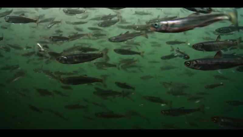 Although enough salmon do escape to boost numbers in the wild