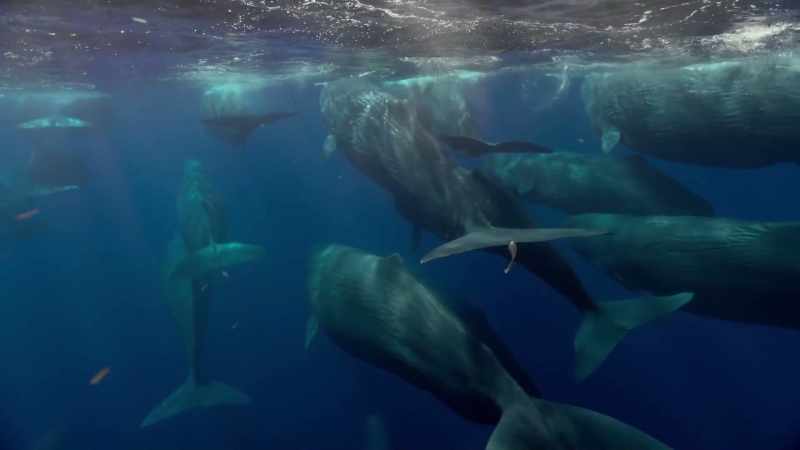 Although some whale populations are still in decline