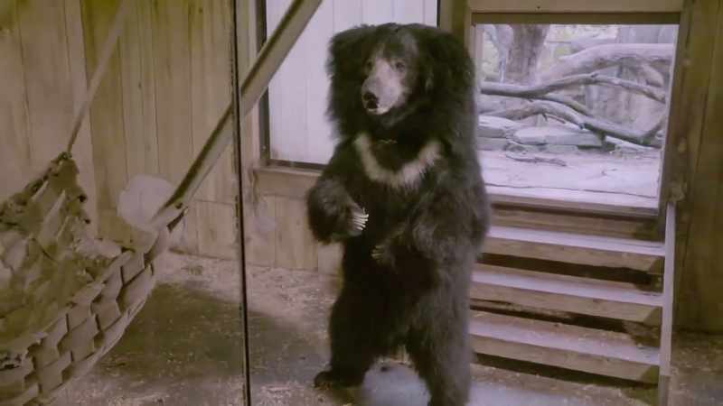 Amanda: All right, bye bears