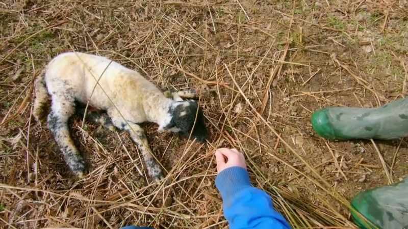 Amanda has already taught Clem and Sid how to resuscitate