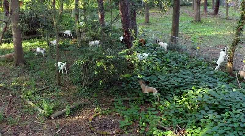 [Amanda] Yeah - [Jamila] Hey, goats