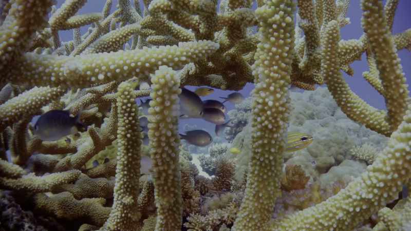 Amazingly, fish can talk to each other